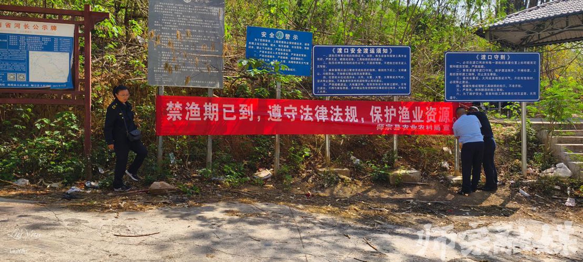 赛金果苗木