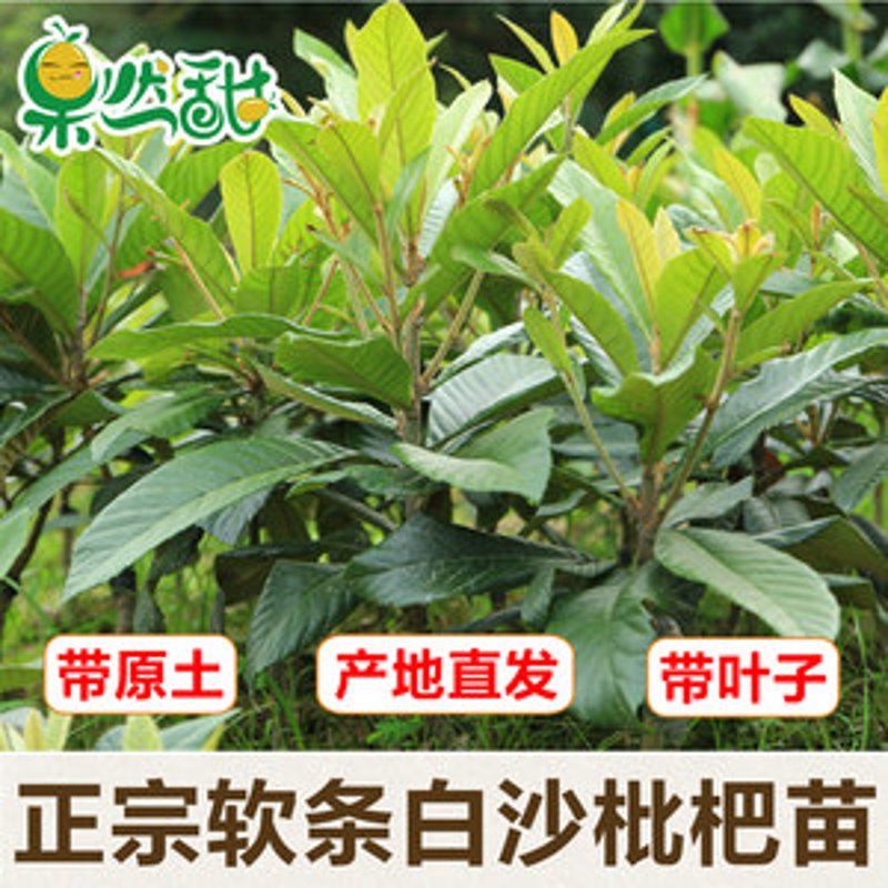 枇杷苗市场价格解析