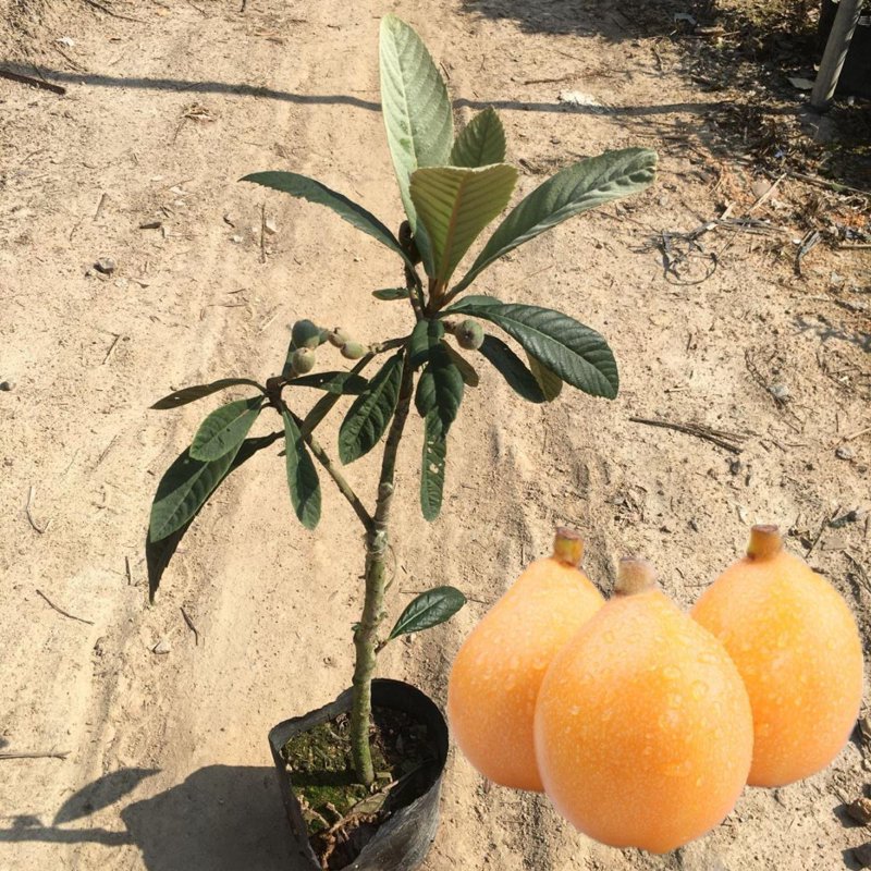 嫁接枇杷苗