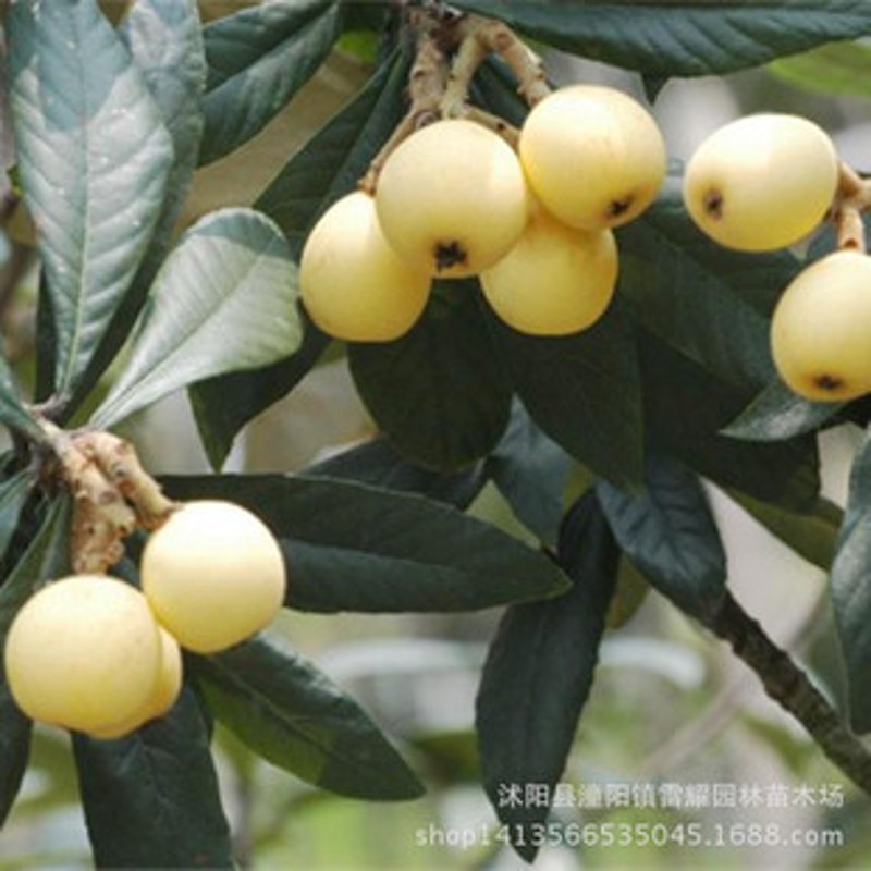 白沙枇杷苗